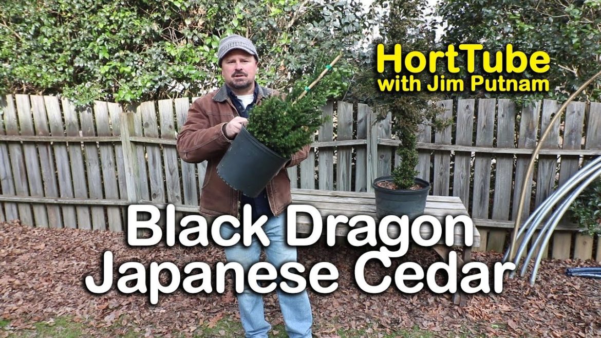 How to grow Black Dragon Japanese Cedar – Cryptomeria japonica How to grow Black Dragon Japanese Cedar - Cryptomeria japonica