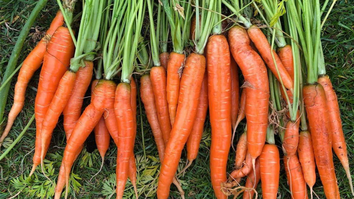 Growing carrots for a spring harvest