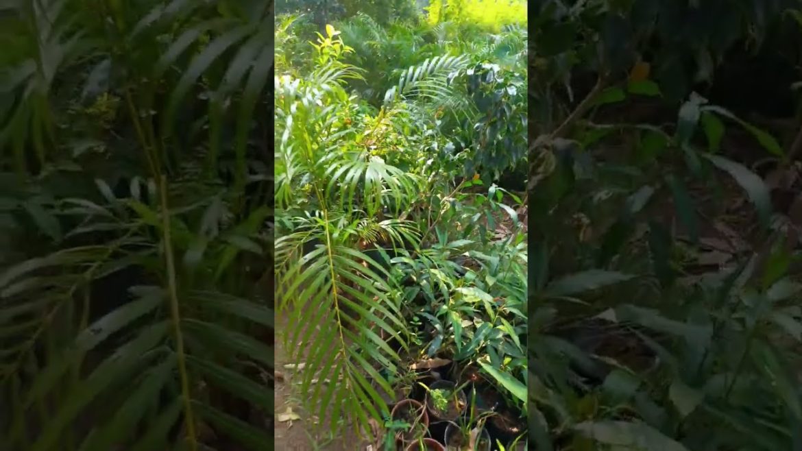 Rain garden trending#centumboys#shorts#youtube #gardening # Rain garden trending#centumboys#shorts#youtube #gardening #