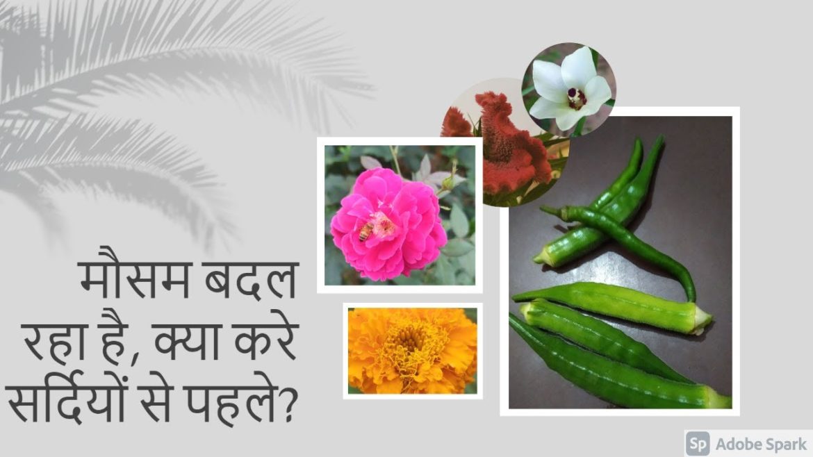 winter vegetables vegetable gardening for beginners winter vegetable garden tips todo before winter.