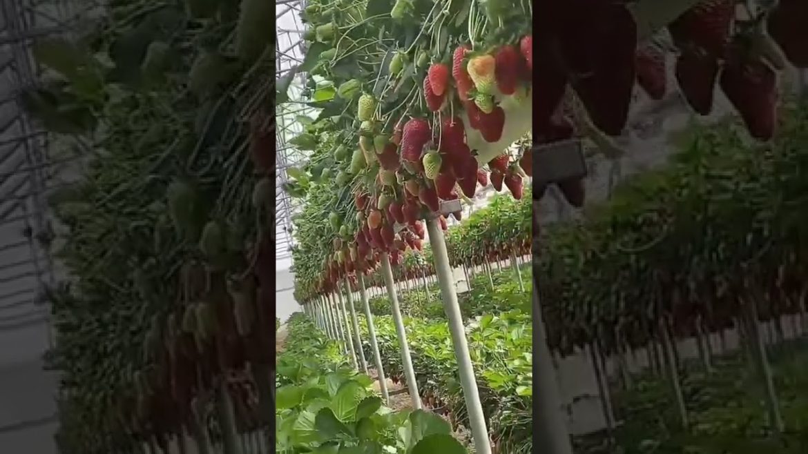Garden hydroponic strawberry #gardener #fruit #fyp #Agriculture #funny #harvest #Satisfying#relaxing