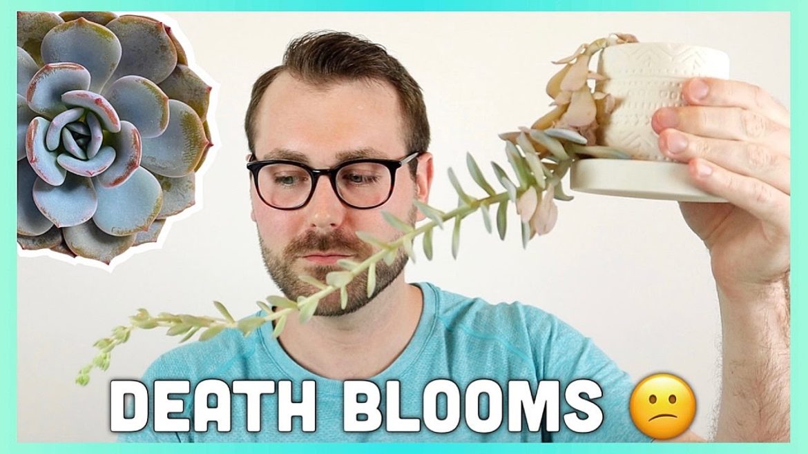 SUCCULENT DEATH BLOOMS | Succulent Garden Tips | How To Save Your Succulents From A Death Bloom