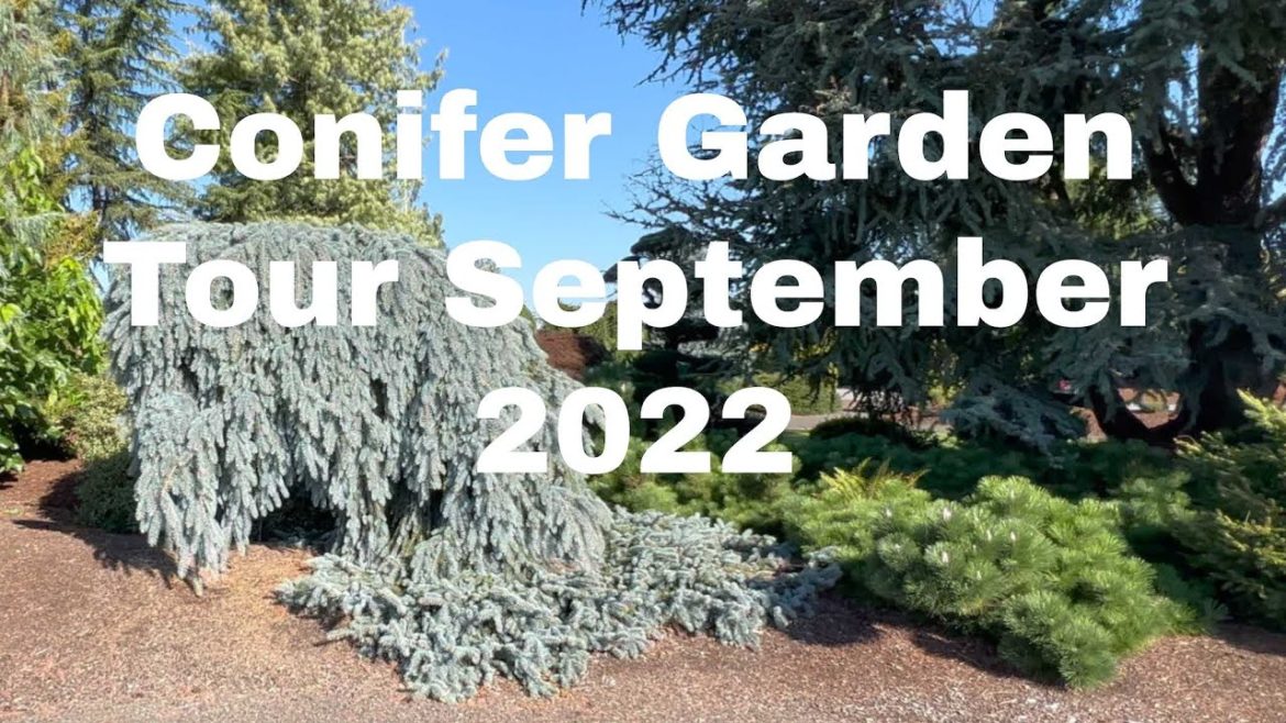 Conifer Garden Tour Jean Iseli Memorial Gardens September 2022 Conifer Garden Tour Jean Iseli Memorial Gardens September 2022