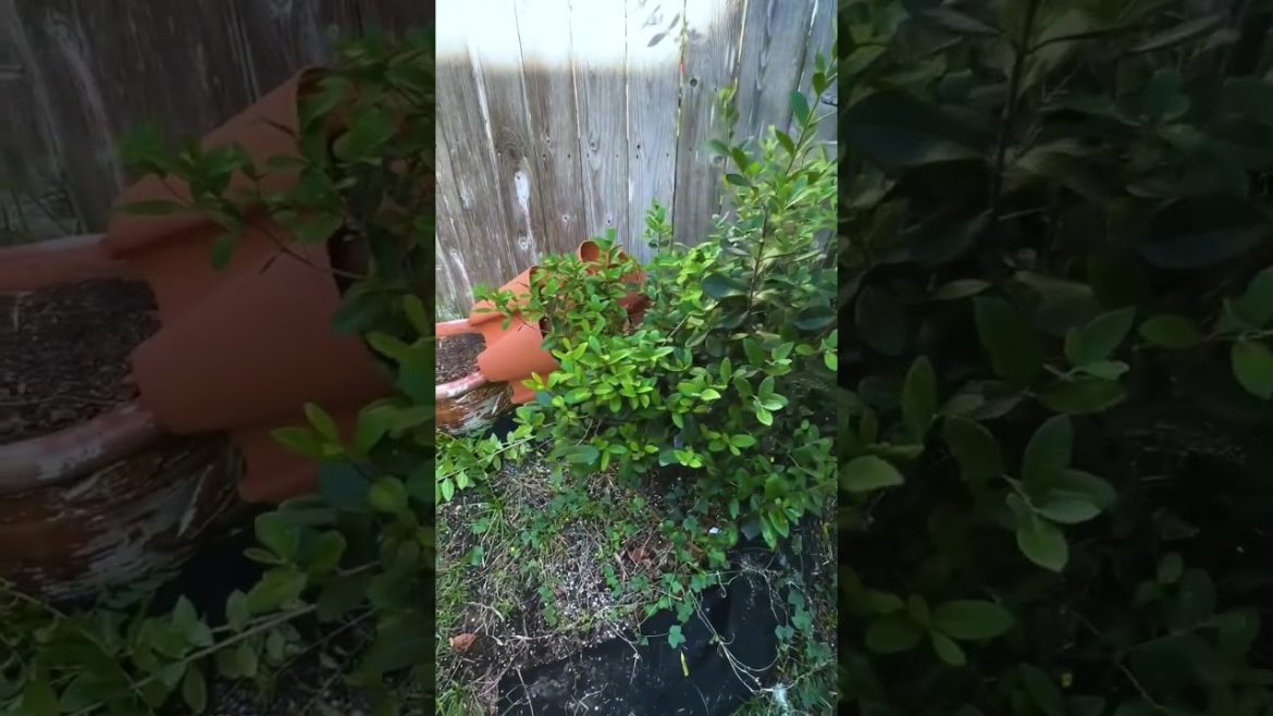 Growing Fruit in Containers Part 2 (Fall Update)