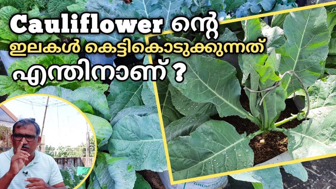 Cauliflower ന്റെ ഇലകൾ കെട്ടികൊടുക്കണത് എന്തിനാണ് ?| Gardening Tips and Tricks|Cauliflower Blanching