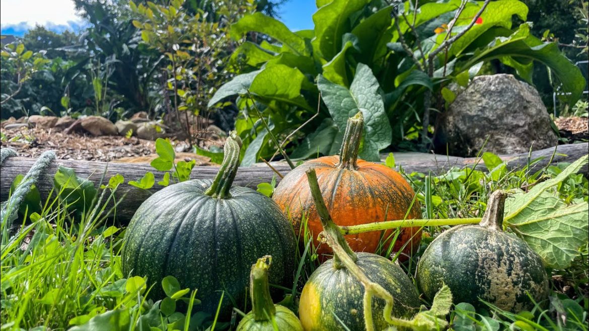 Growing Organic Food and Medicine on a Local Maine Homestead