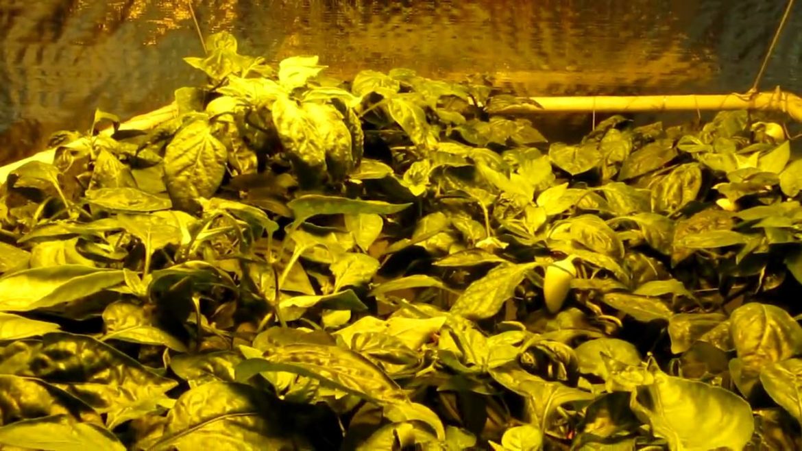 Gorilla Gardener Supply - Hydroponics in San Diego - Hydroponics Demo Room