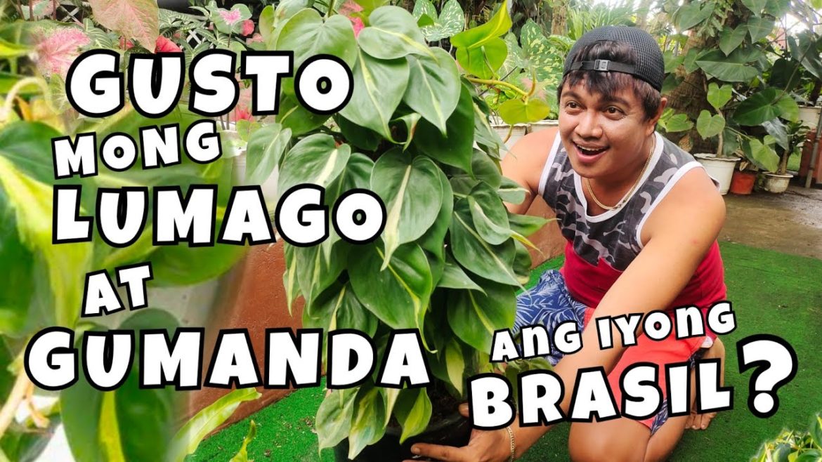 SECRET TO ACHIEVE LUSH & HEALTHY PHILODENDRON BRASIL + PLANT CARE TIPS