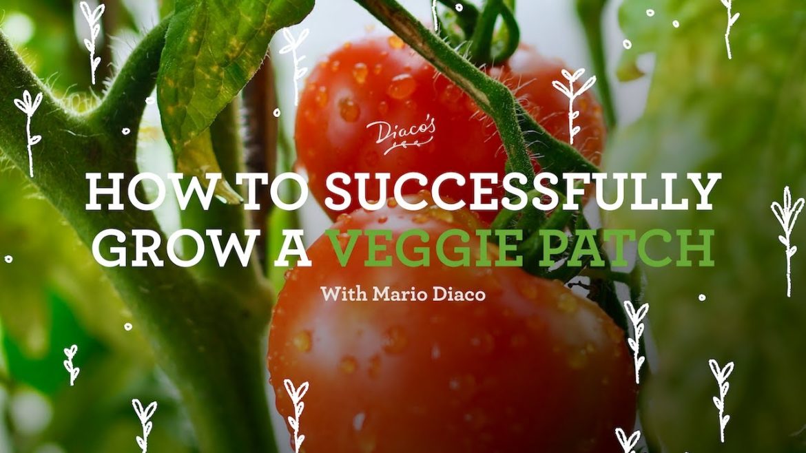 How to Successfully Grow a Veggie Patch!