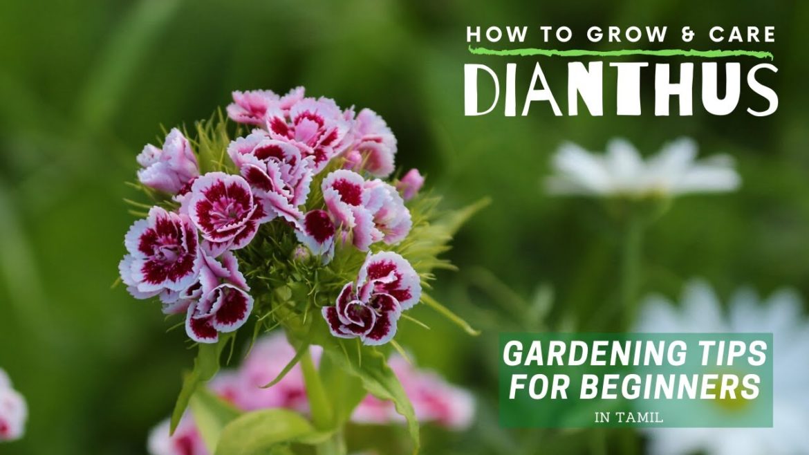 Dianthus Plant Care | How to Grow Dianthus | Garden Tips for Beginners