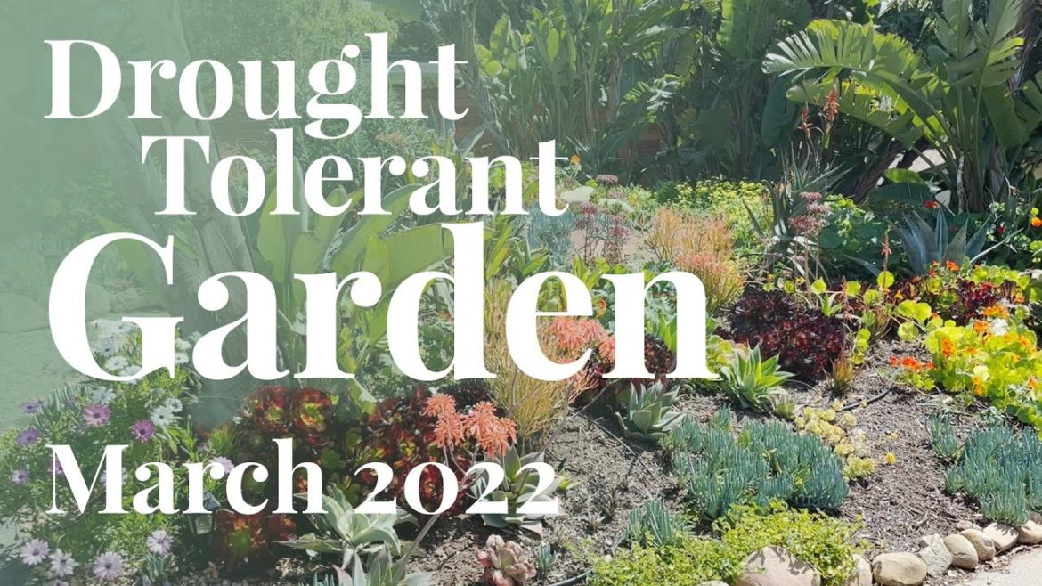 The Drought Tolerant Garden... in March!