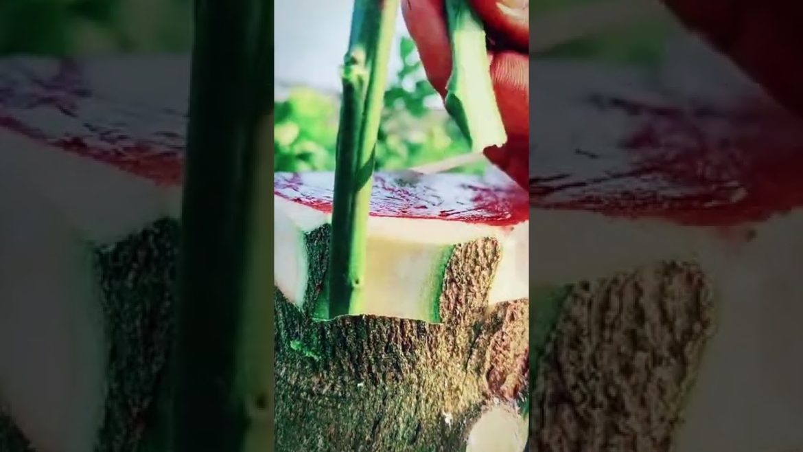 Gardening tips || Orange fruit tree grafting #Shorts