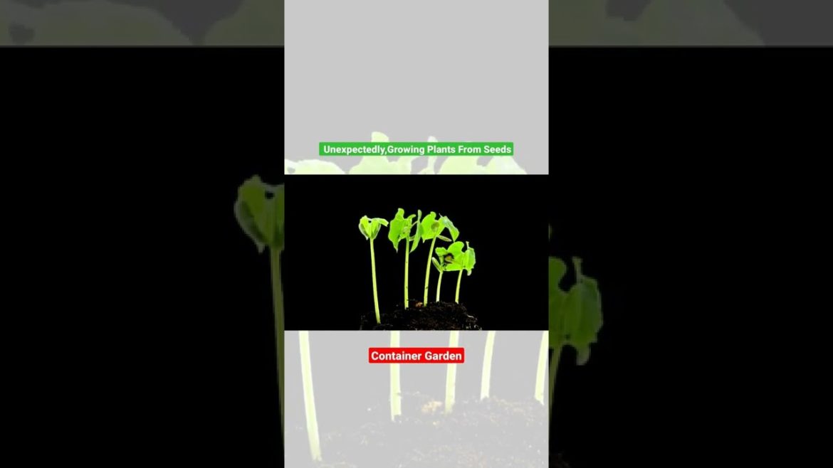 Unexpectedly, Growing Plants From Seeds||Most Satisfying Videos||Gardening Tips||Container Garden