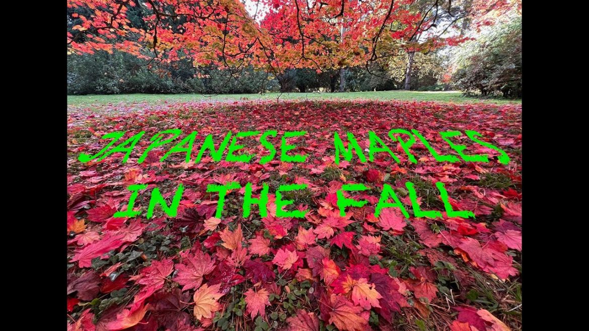 Japanese maple gardening, the perfect day at Westonbirt. Lots of maples with fantastic fall colours! Japanese maple gardening, the perfect day at Westonbirt. Lots of maples with fantastic fall colours!