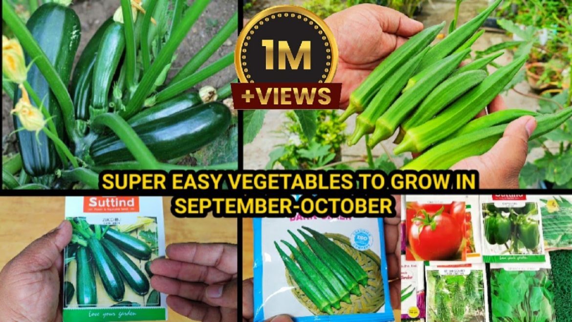 Super Easy Winter Vegetables To Grow In Pots अक्टूबर में उगाइये ये असान सब्ज़ियाँ और फल गमले में Super Easy Winter Vegetables To Grow In Pots अक्टूबर में उगाइये ये असान सब्ज़ियाँ और फल गमले में