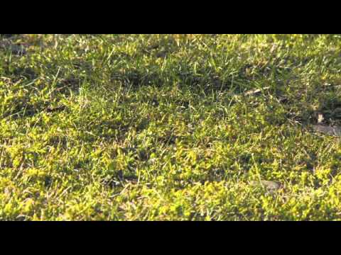 Lawn Care Calendar and Gardening Tips Lawn Care Calendar and Gardening Tips