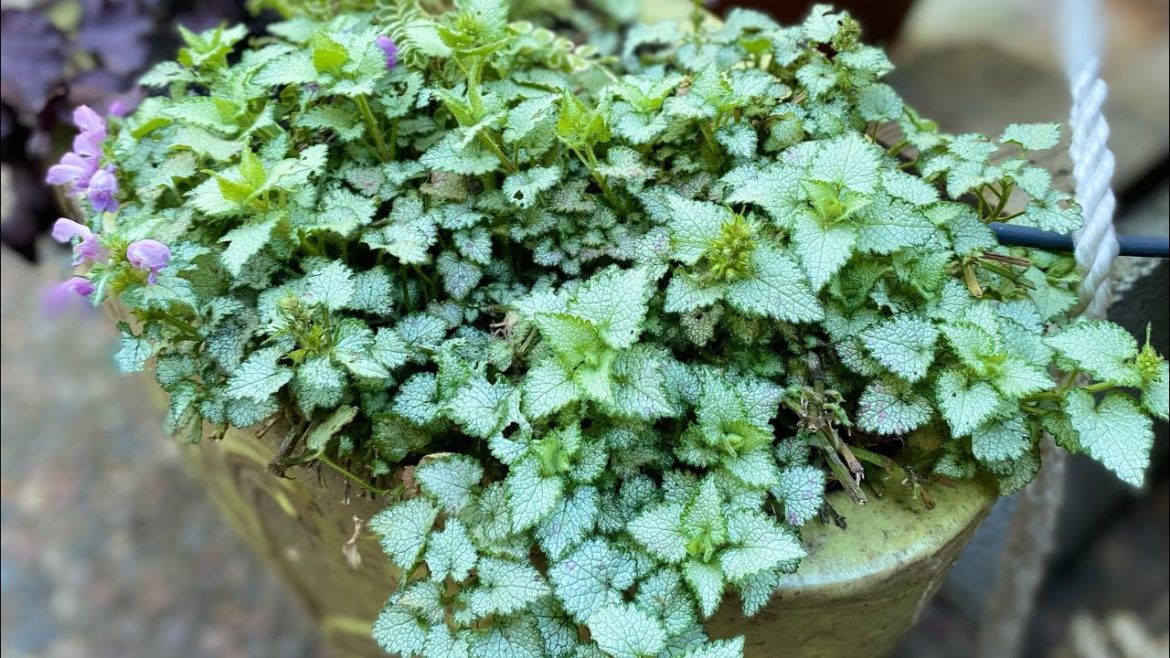 Q & A zone 9 container garden: spring chores// clematis, grasses, lamium, roses, euphorbia
