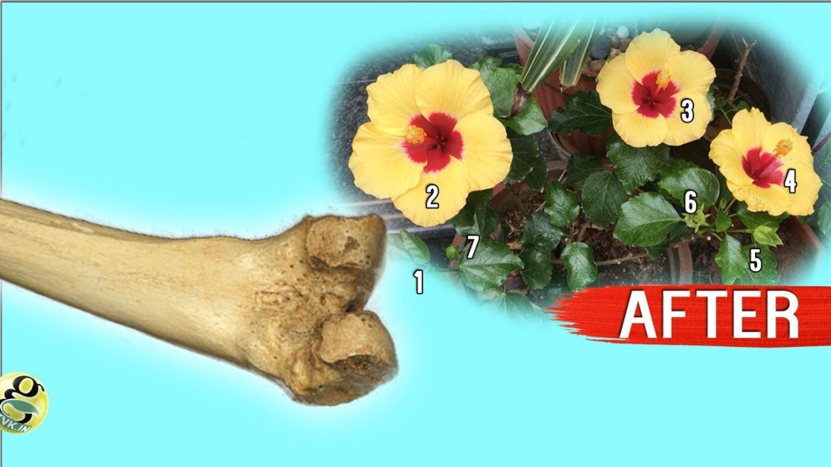 10 TIPS to INCREASE FLOWERING PLANTS | How to Get More Blooms – Nursery Secrets 10 TIPS to INCREASE FLOWERING PLANTS | How to Get More Blooms - Nursery Secrets