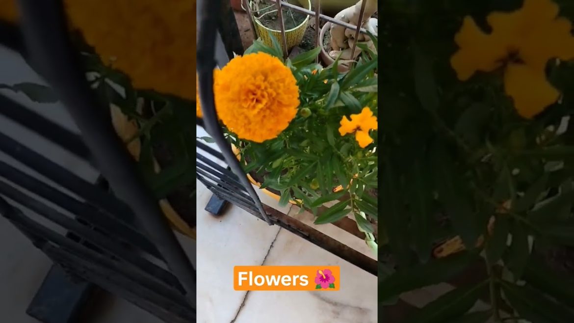 Home garden design by GYG #shorts #homegarden