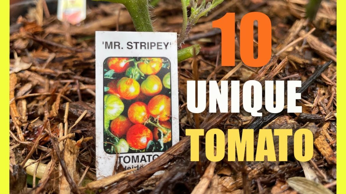(10) Unique TOMATO Varieties Growing in Small Container Garden (Part 1)