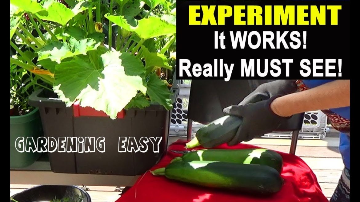 PROOF Tons Of Vegetables Container Gardening EASY SYSTEM Compost in Place-Worm Farm-FREE Plant Food PROOF Tons Of Vegetables Container Gardening EASY SYSTEM Compost in Place-Worm Farm-FREE Plant Food