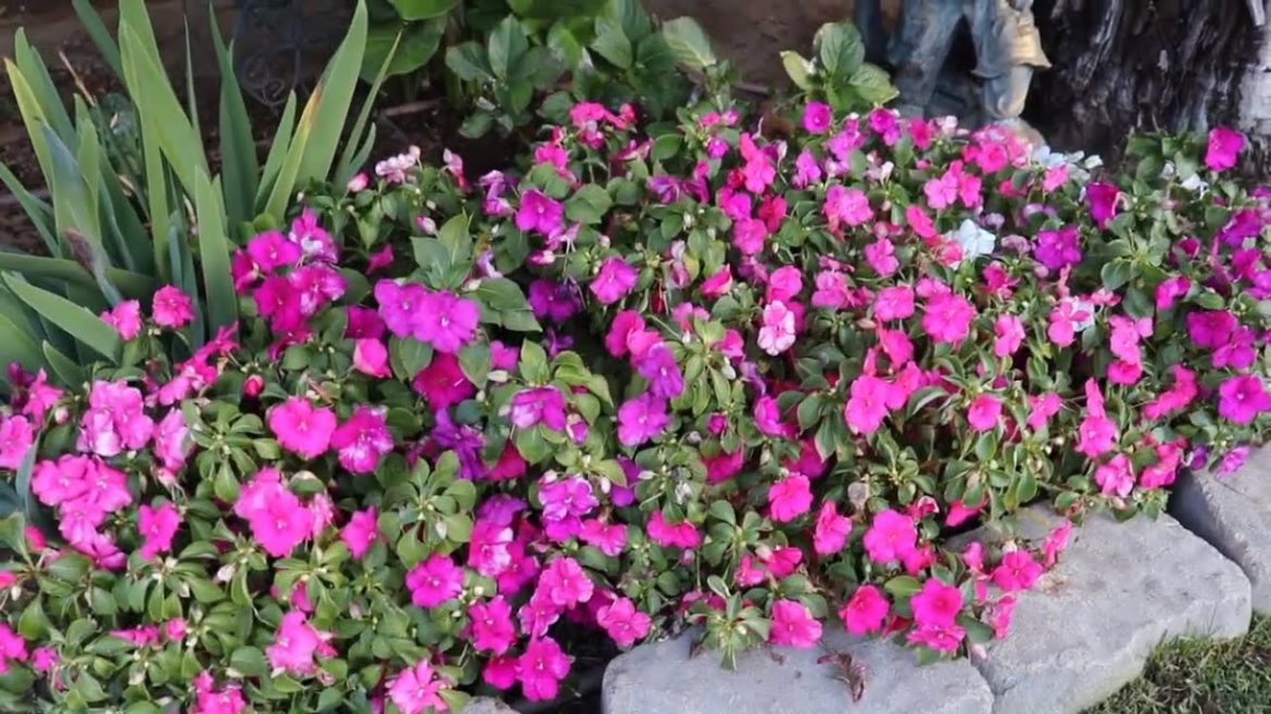 Overseeding with Rye Grass & a Backyard Garden Update ~ birdhouse garden
