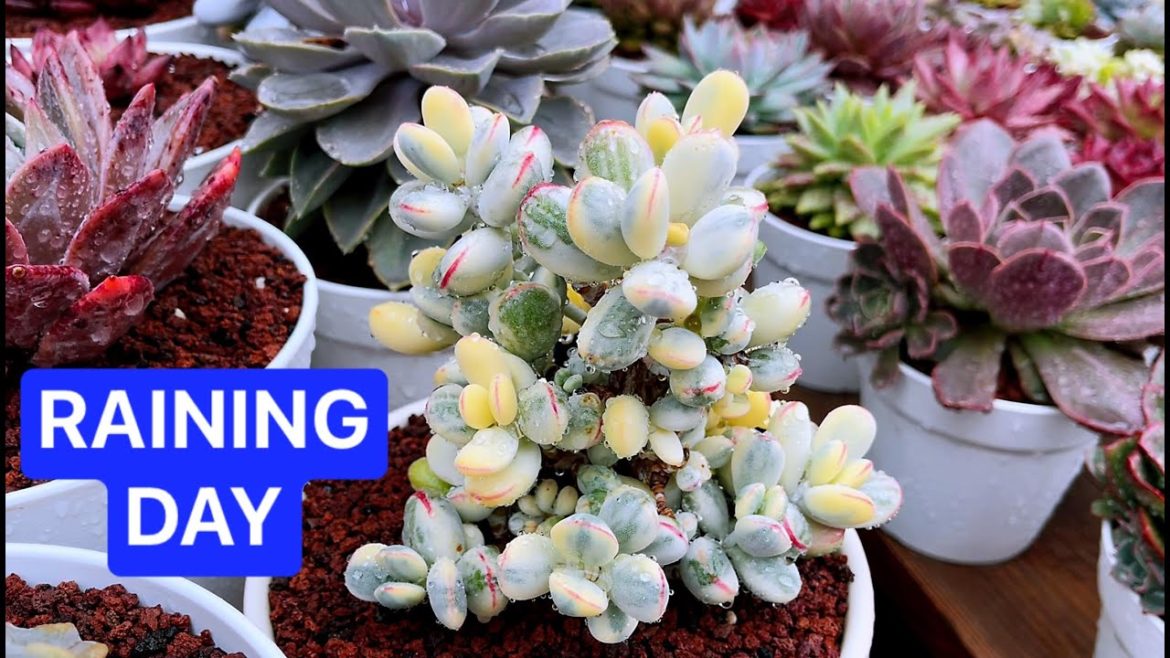BEAUTIFUL SUCCULENT GARDEN AFTER RAINING | UNBOXING NEW VARIEGATED & AEONIUM | VƯỜN SEN ĐÁ SAU MƯA