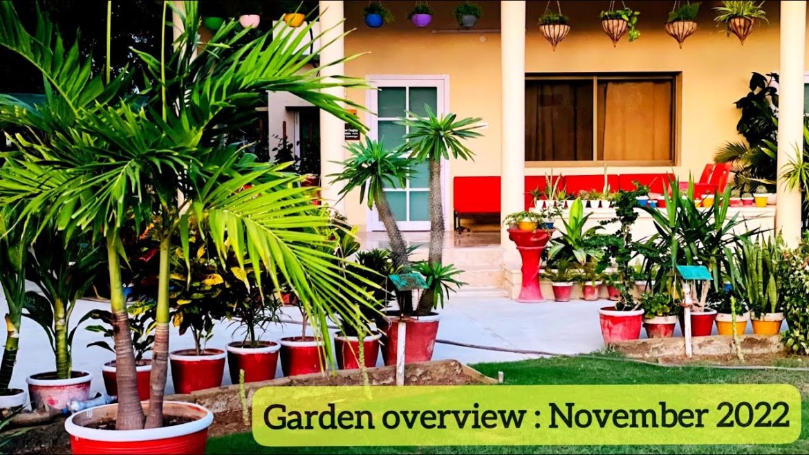 Garden overview of the month of November 2022 @Green Gardening Garden overview of the month of November 2022 @Green Gardening