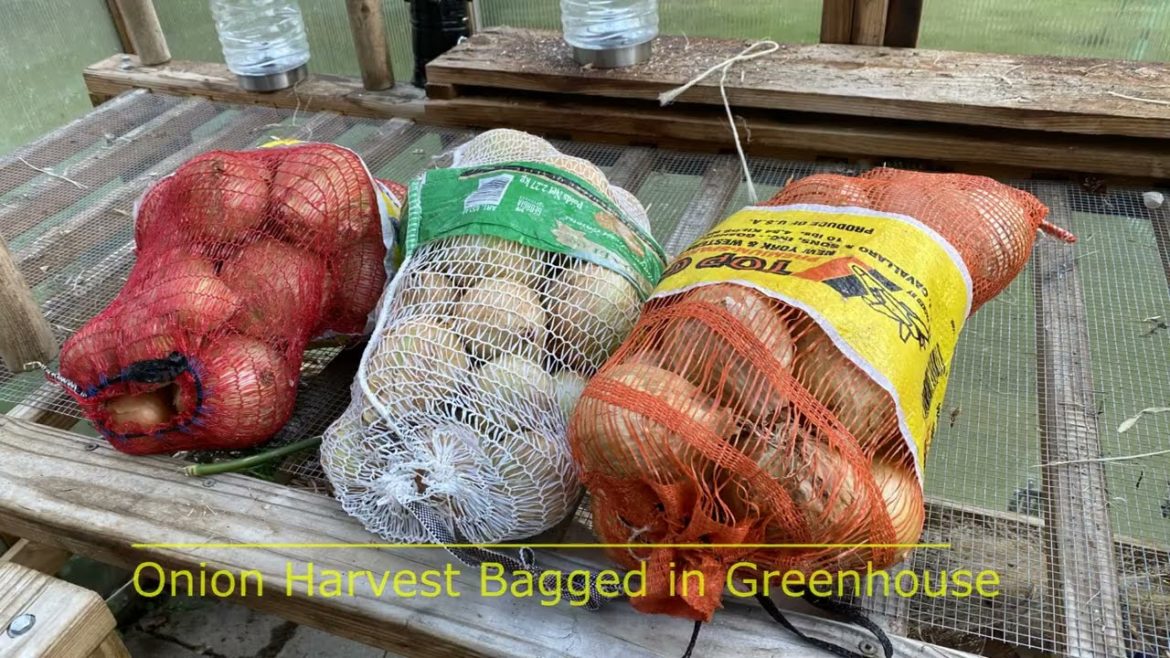 Marvin's Garden 2022 - October