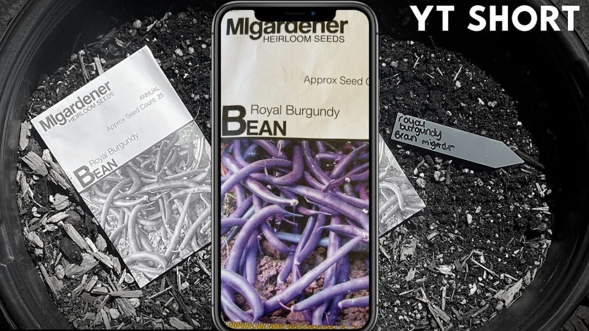 ROYAL BURGUNDY BEAN 💜🫘 | Container Gardening