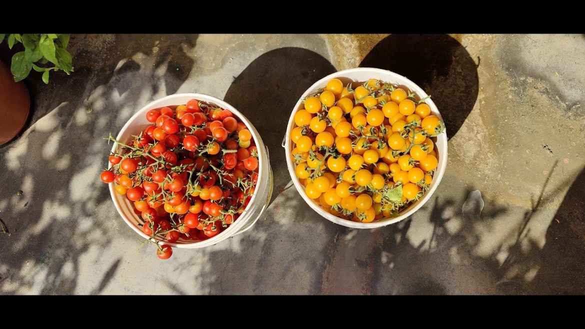Vertical Gardening – Growing Yellow Tomatoes in hanging plastic bottles Vertical Gardening - Growing Yellow Tomatoes in hanging plastic bottles