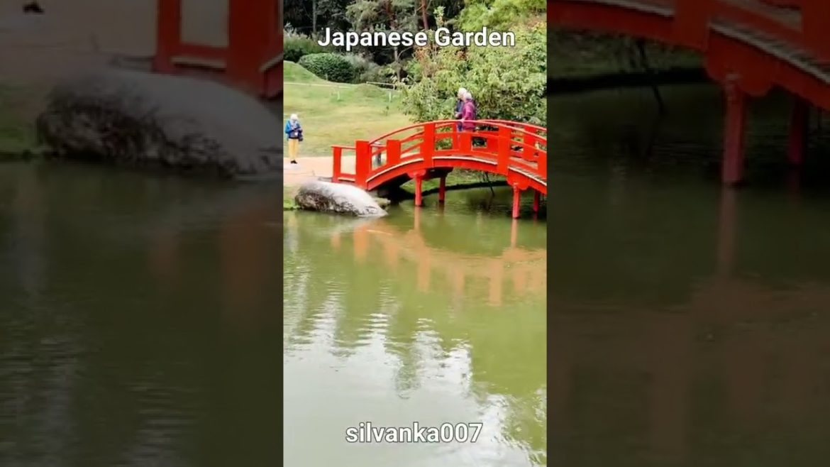 BIG IN JAPAN | Japanese Botanical Garden Toulouse FRANCE | Koi Fish Pond #shorts #silvanka007