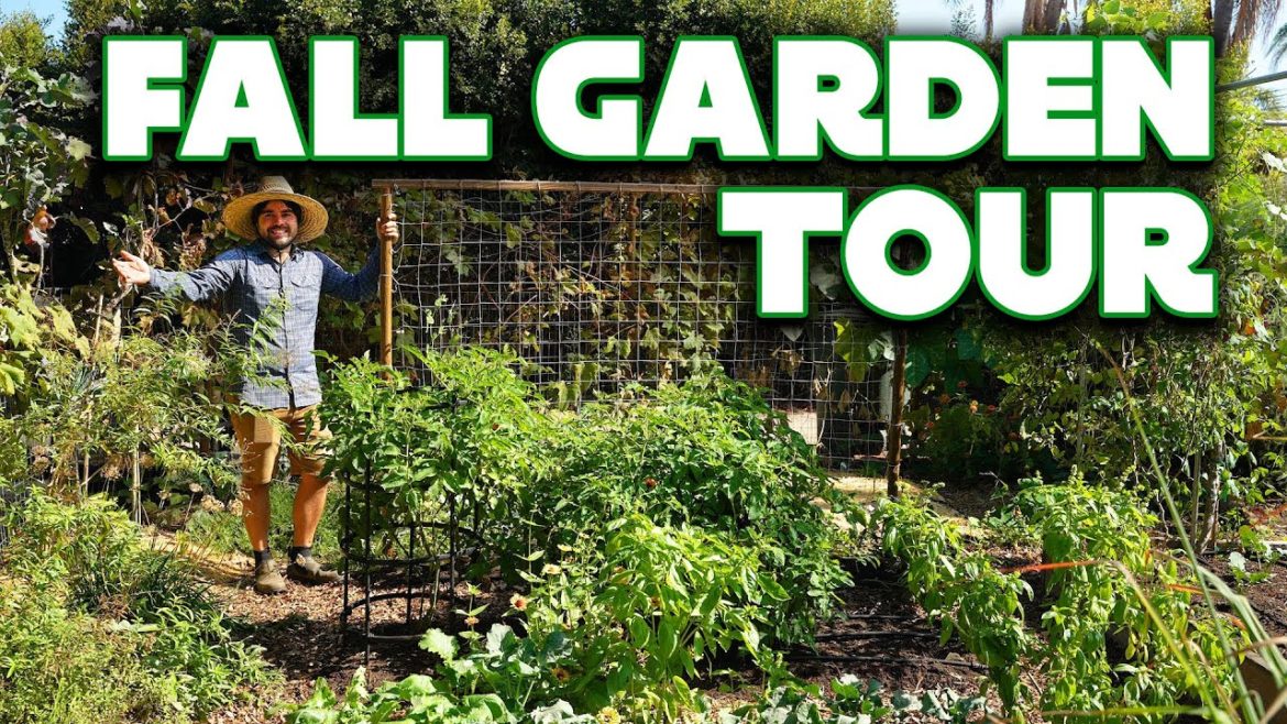 I Just Can't Get Enough Brassicas | Tour My Fall Garden! I Just Can't Get Enough Brassicas | Tour My Fall Garden!