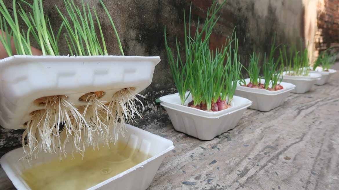 Brilliant idea | How to grow Onions & Garlic in Styrofoam Box for beginners Brilliant idea | How to grow Onions & Garlic in Styrofoam Box for beginners