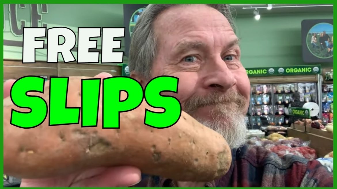 I Grew a Supermarket Sweet Potato (and THIS Happened) I Grew a Supermarket Sweet Potato (and THIS Happened)