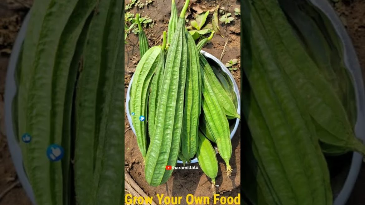 grow your own food #shorts #food #veggies #vegetables #gardening grow your own food #shorts #food #veggies #vegetables #gardening