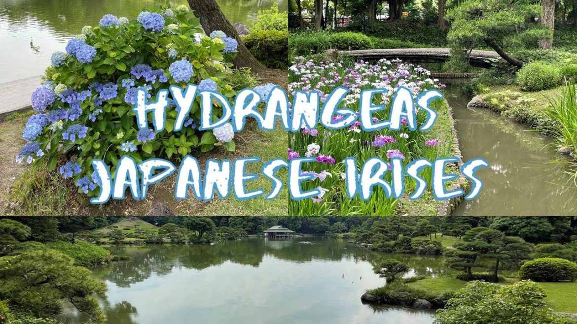 [Vlog] Kiyosumi Garden with Hydrangeas and Japanese Irises | Tokyo Sightseeing, Japan