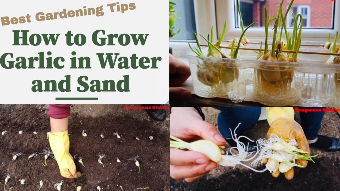 How to grow GARLIC in Water or Sand🌱🍀🌿 |Gardening Tips for healthy life| The Sangwan Family How to grow GARLIC in Water or Sand🌱🍀🌿 |Gardening Tips for healthy life| The Sangwan Family