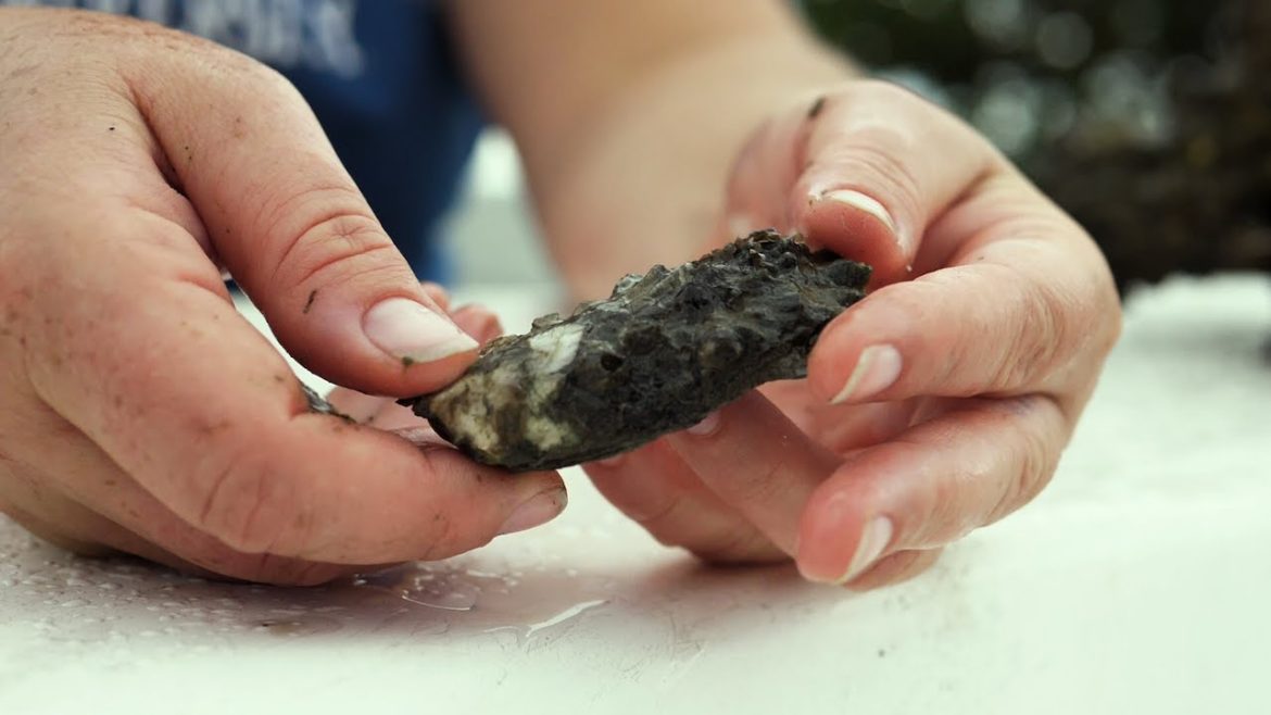 The Water School: Ecology & Restoration