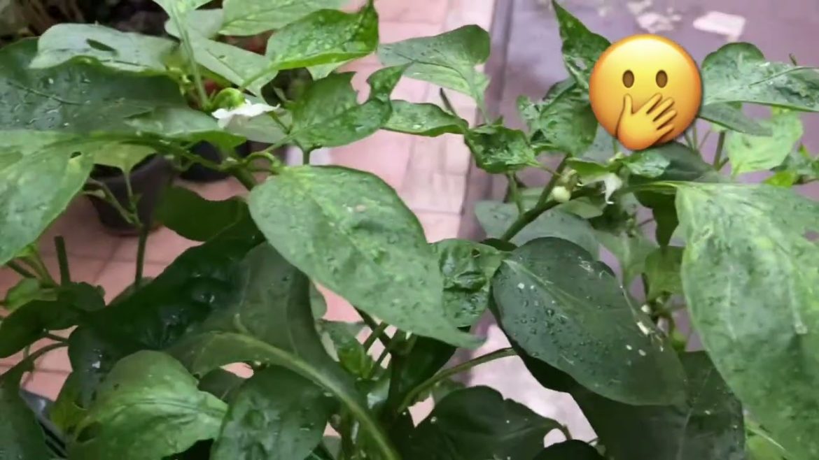 Kitchen Garden Tour //Fall Season What happen to my vegetables plant 😱🪴🍁#houseplantlover