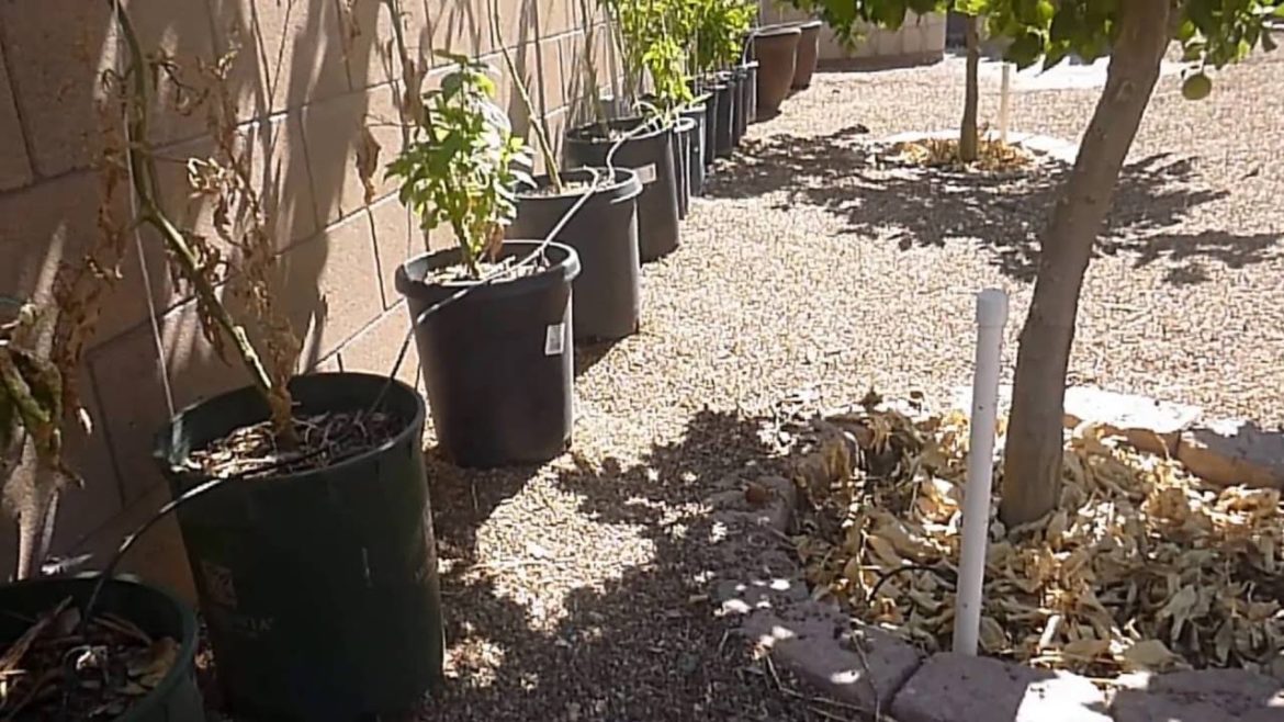 Container Garden FAIL!!!