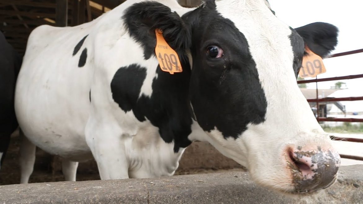 Dairy farmer searches for additional revenue streams