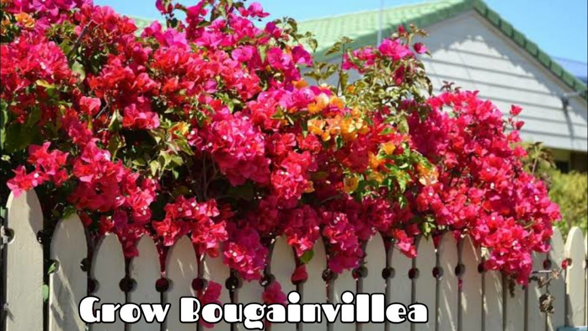 How to Grow Bougainvillea from Leaves | Bougainvillea plants | Bougainvillea How to Grow Bougainvillea from Leaves | Bougainvillea plants | Bougainvillea