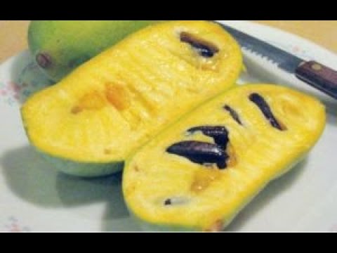 For the Love of Paw Paws Session 2 Q & A For the Love of Paw Paws Session 2 Q & A