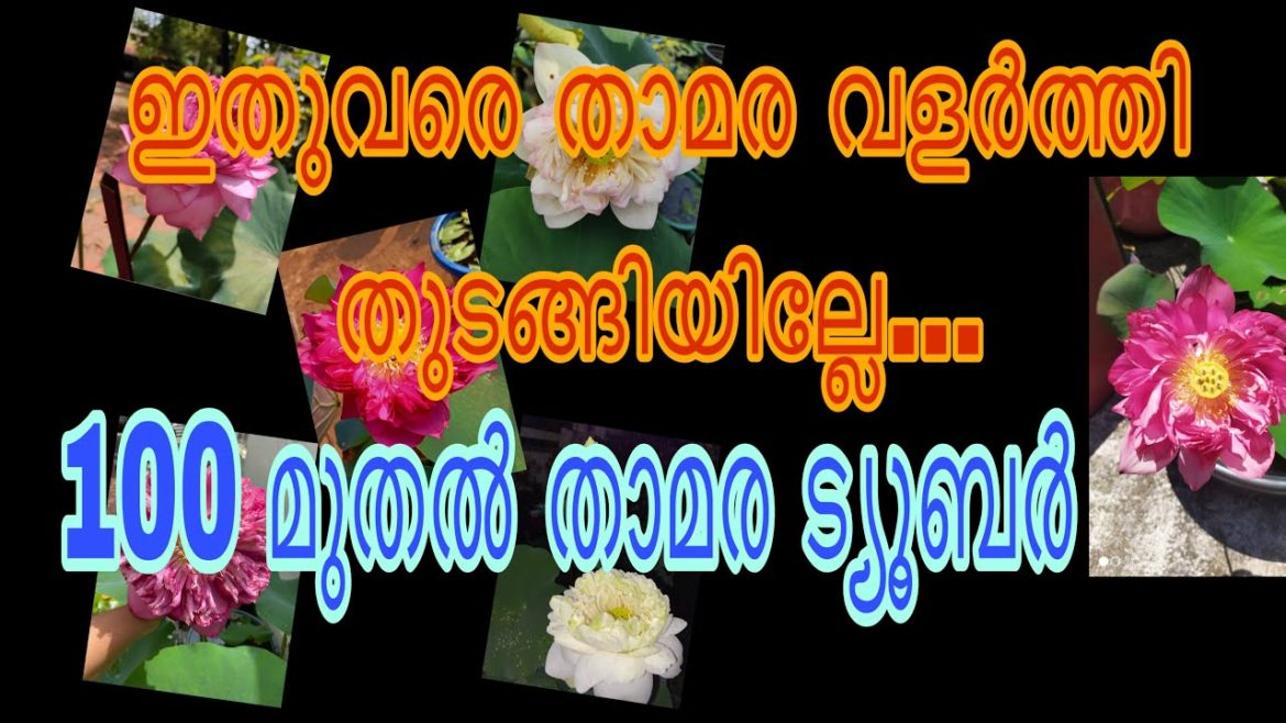 Lotus tuber for sale/lotus tubers sale in kerala at low cost /online lotus sale