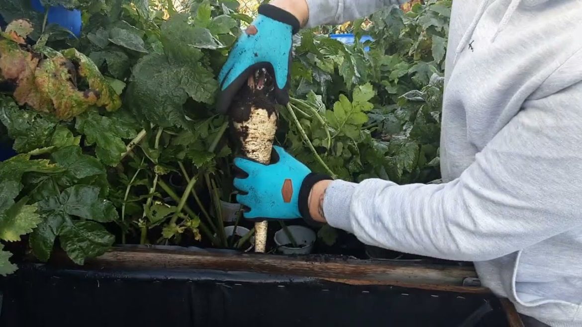 Mega Carrot, Parsnip & Vegetable Harvest From My Allotment No Dig Raised Beds 🌻 Cooljob Gloves