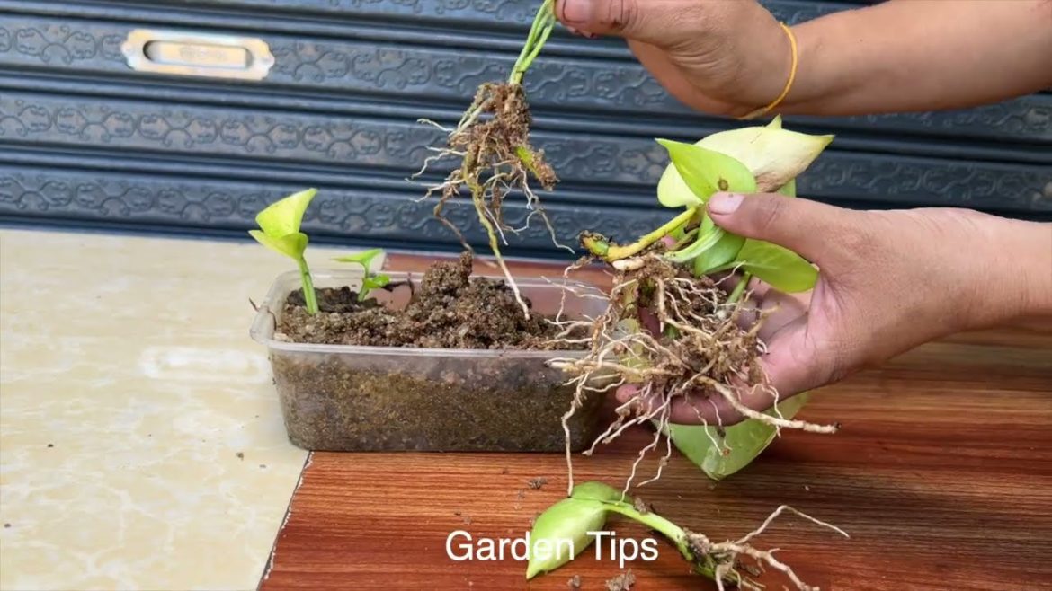 PROPAGATION MONEY PLANTS IN SAND WITH WATERGarden Tips.