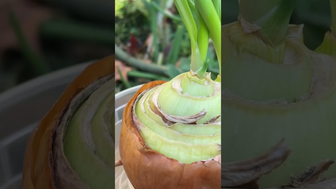 Tip to grow onion | short videos