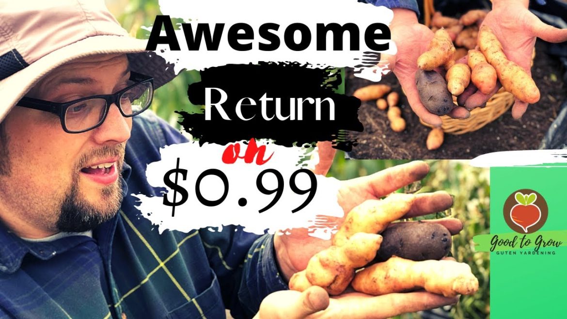 SURPRISED, GIGANTIC Fingerling Potatoes! | BEST Fall Crop Potato Harvest 2020 Container Gardening SURPRISED, GIGANTIC Fingerling Potatoes! | BEST Fall Crop Potato Harvest 2020 Container Gardening