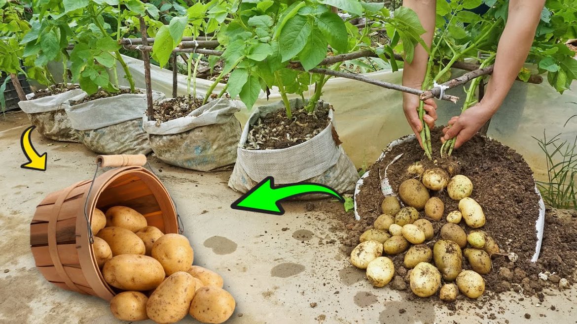How to propagate potatoes at home for many tubers and easy